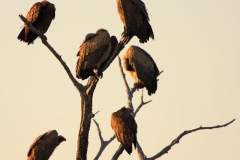 Krugerpark in afwachting van de prooi Zuid Afrika met kinderen