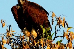 Krugerpark koning Gier Zuid Afrika met kinderen