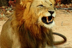 Krugerpark koning Simba Zuid Afrika met kinderen