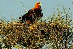 Krugerpark koning in de lucht Zuid Afrika met kinderen