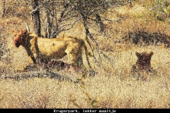 Krugerpark lekker maal Zuid Afrika met kinderen