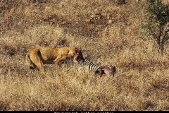 Krugerpark lekker maaltje Zuid Afrika met kinderen