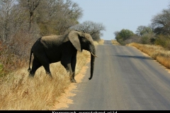 Krugerpark overstekend wild Zuid Afrika met kinderen