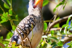 Krugerpark prachtige vogel Yellow Bill Zuid Afrika met kinderen