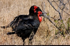 Krugerpark prachtige vogels overal Zuid Afrika met kinderen
