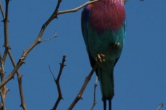 Krugerpark prachtige vogels Zuid Afrika met kinderen