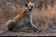 Krugerpark spotted hyena in de wachtmodus Zuid Afrika met kinderen