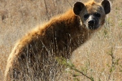 Krugerpark spotted hyena in de wachtstand Zuid Afrika met kinderen