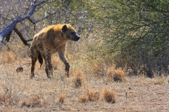 Krugerpark spotted hyena Zuid Afrika met kinderen