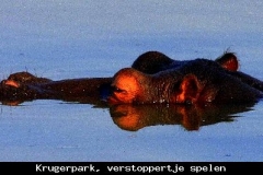 Krugerpark verstoppertje spelen Zuid Afrika met kinderen