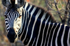 Krugerpark voetgangeroversteekplaats Zuid Afrika met kinderen