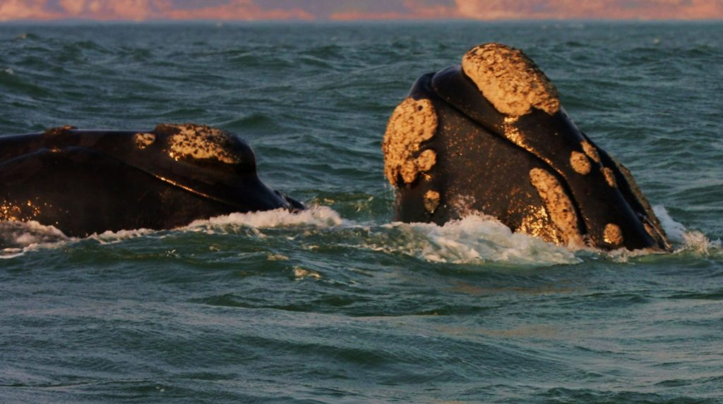 walvissen plettenberg baai zuid afrika reisfoto's