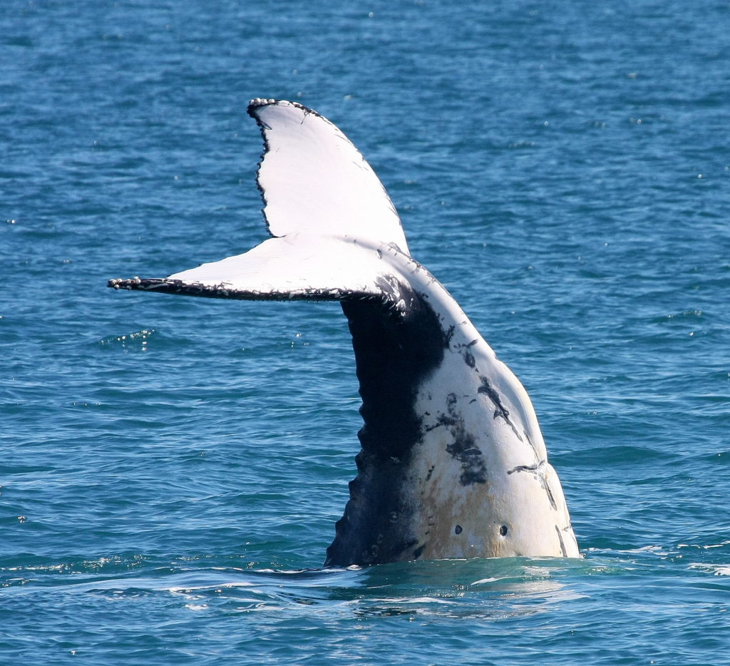walvissen kaikoura nieuw zeeland reisfoto's met kinderen